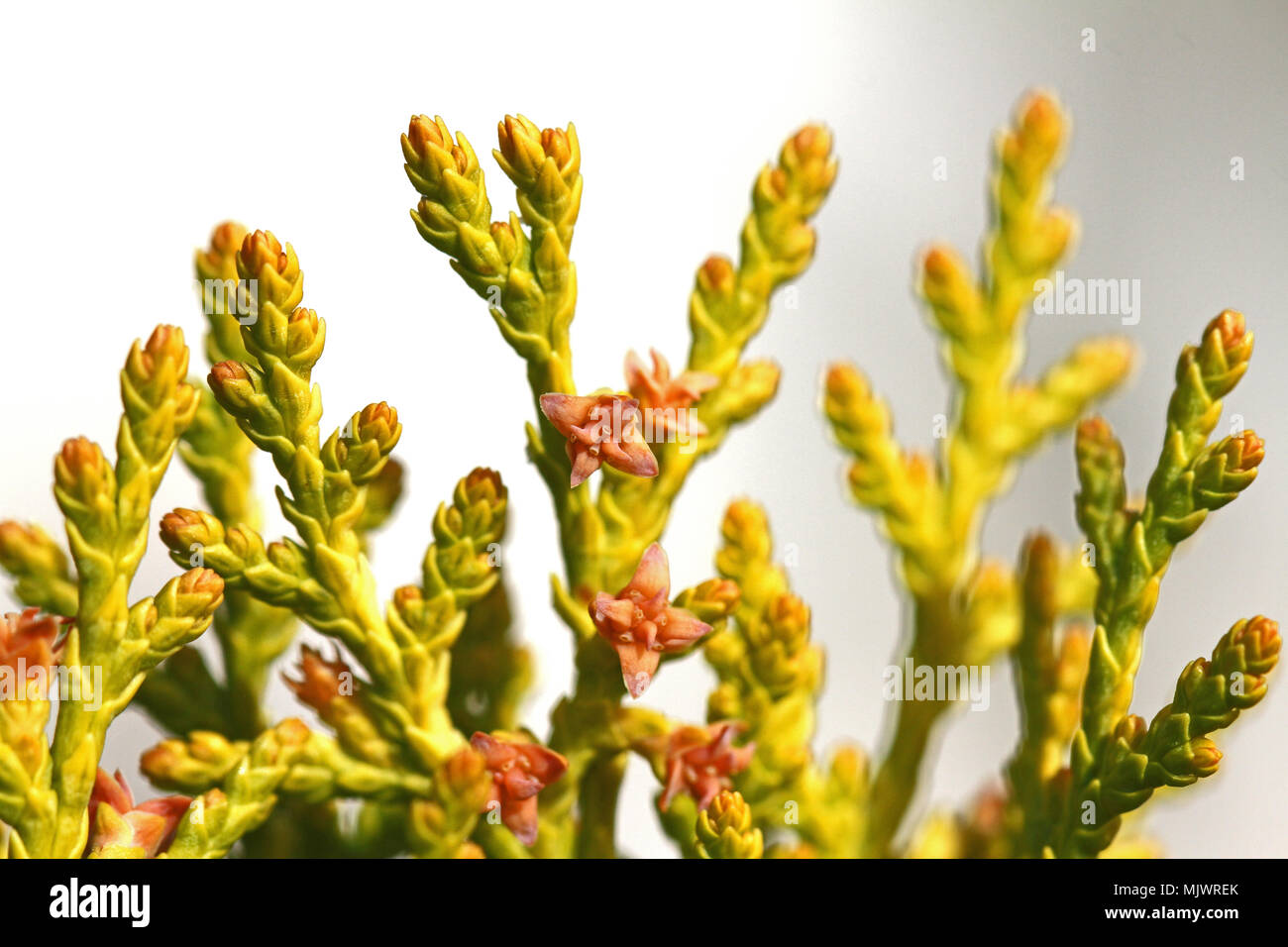 Thuja fogliame degli alberi e dei piccoli coni varietà thuja orientalis latino arbor-vitae cupressaceae vicino fino in primavera in Italia Foto Stock