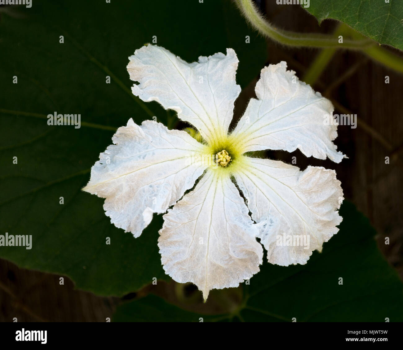 Zucca di fiori bianchi lagenaria siceraria immagini e fotografie stock ad  alta risoluzione - Alamy
