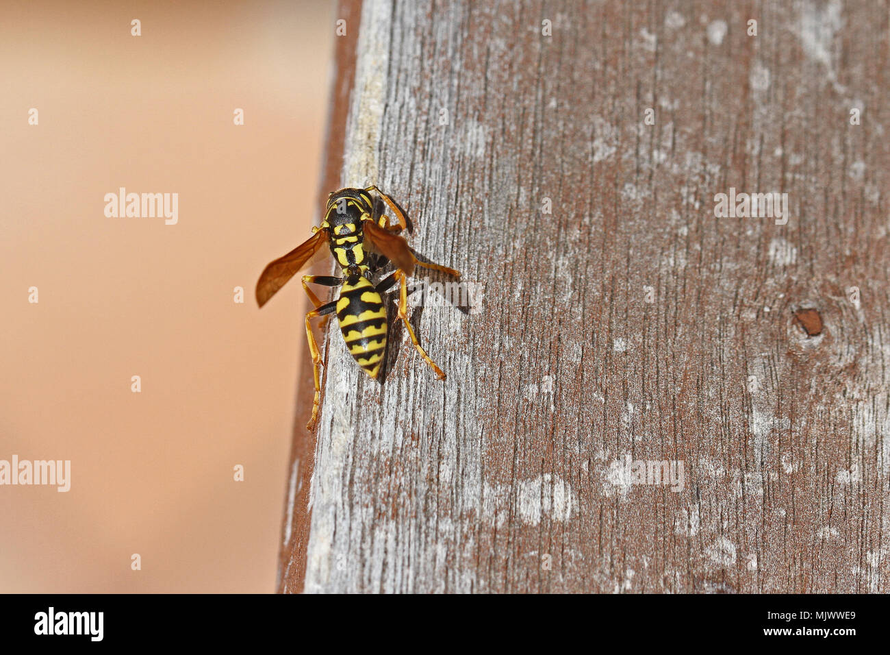 Tree wasp o carta wasp molto vicino la spelatura di legno di mobili da giardino per costruire un nido nome latino dolichovespula sylvestris o polistes gallicus Foto Stock