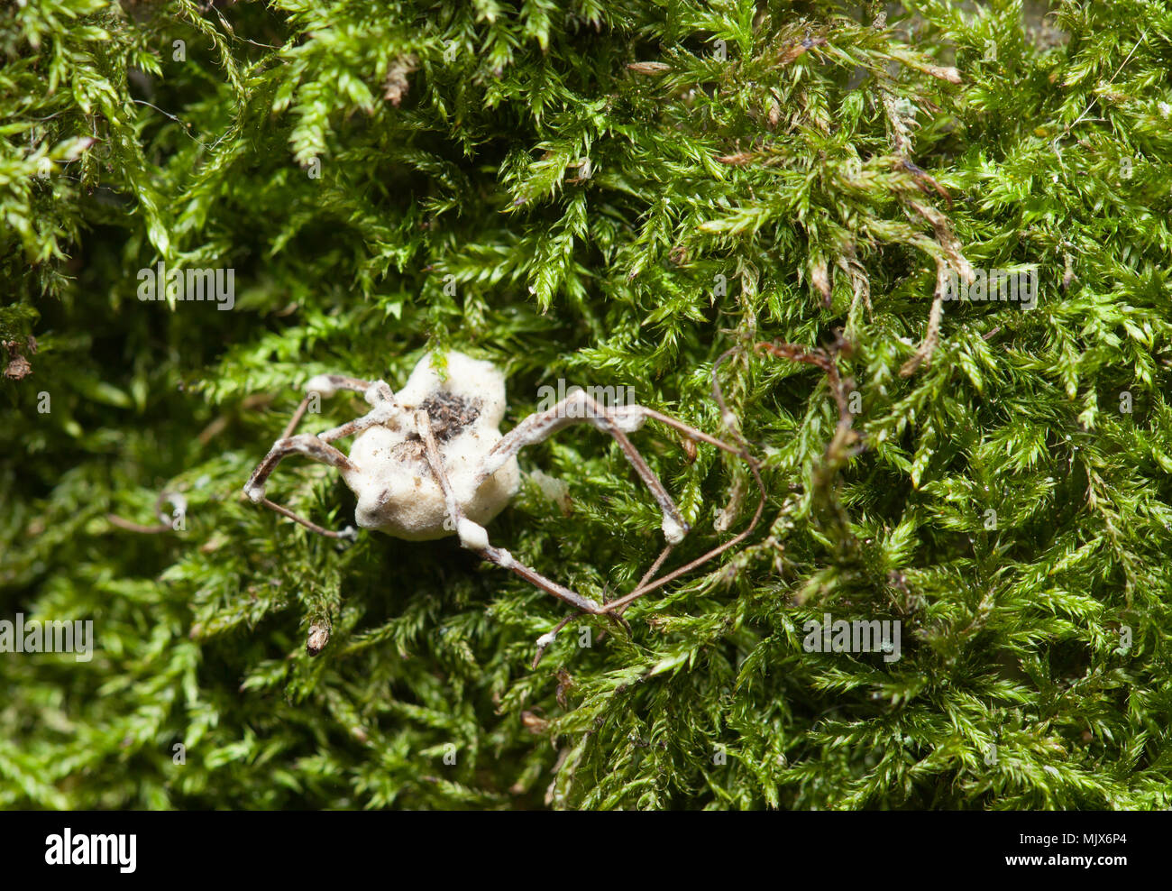 Bianco fungo muscardine malattia Foto Stock