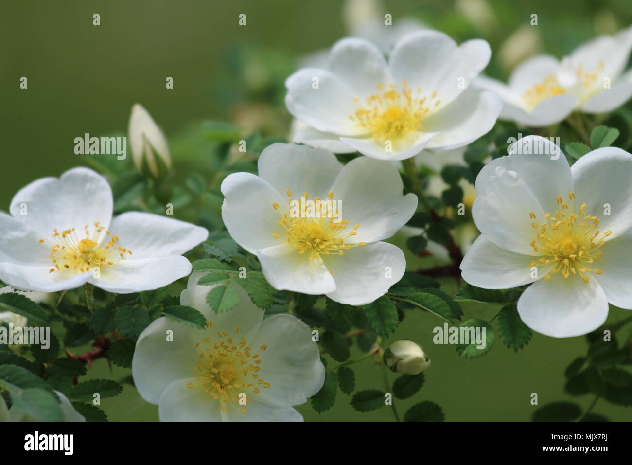 Bellissimi fiori bianchi Foto Stock