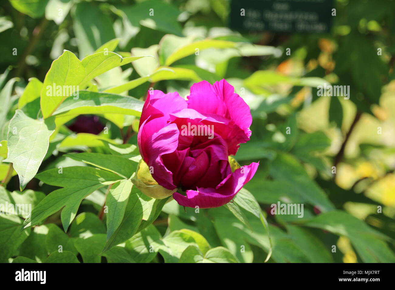 Bella viola fiori tropicali Foto Stock