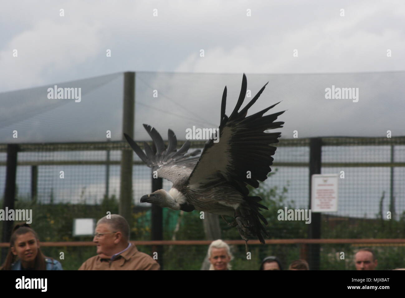 Eagle Heights Wildlife Foundation Mostra foto Foto Stock