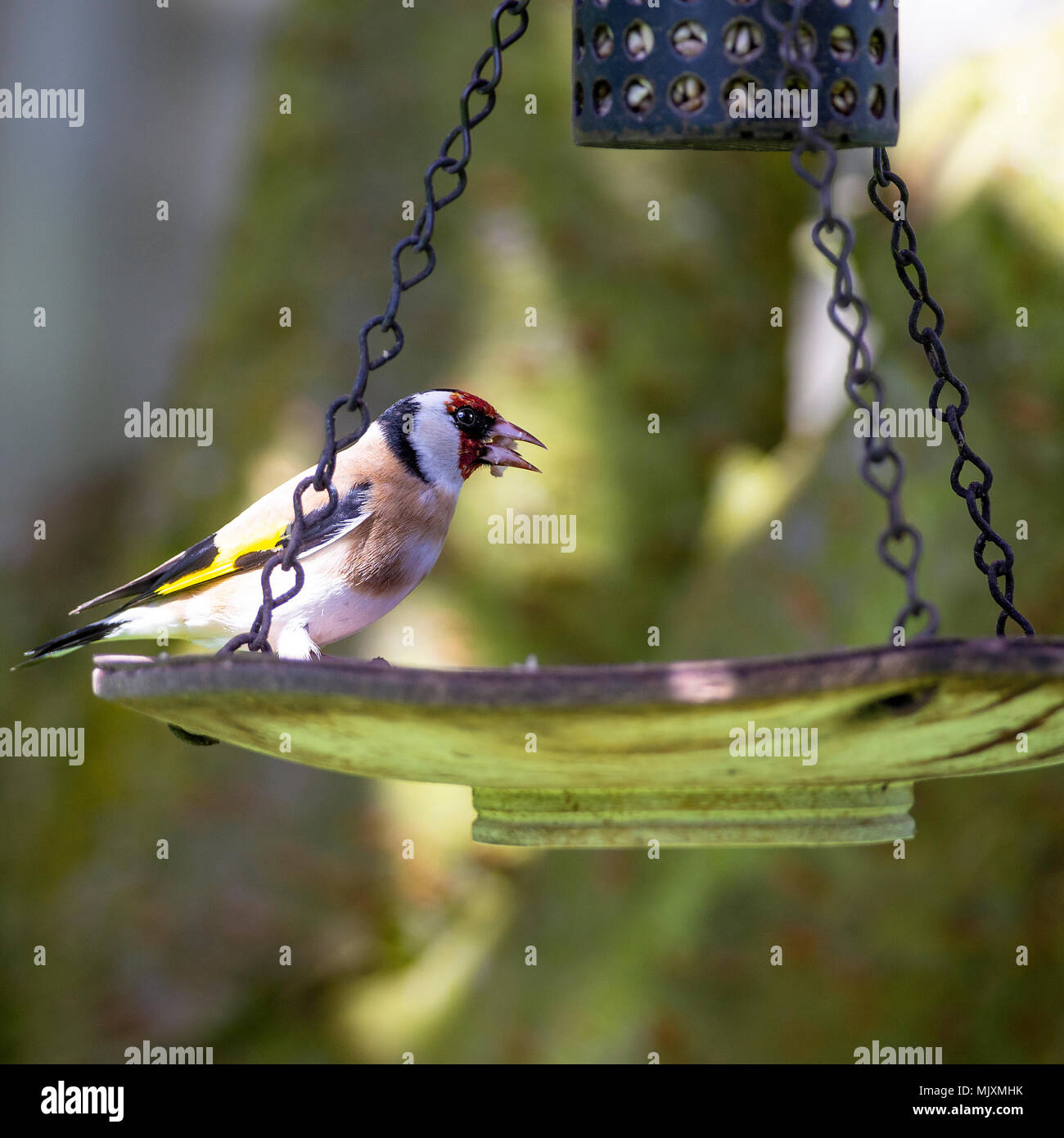 Un adulto Cardellino appollaiate su un girasole cuore Bird Feeder in un giardino in Alsager Cheshire England Regno Unito Regno Unito Foto Stock