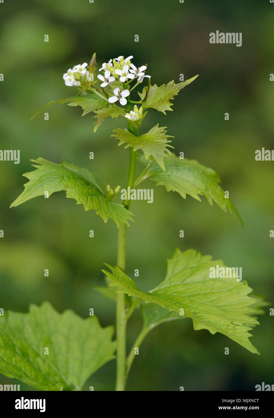 Aglio Senape - Alliaria petiolata impianto comune di bordo del bosco Foto Stock