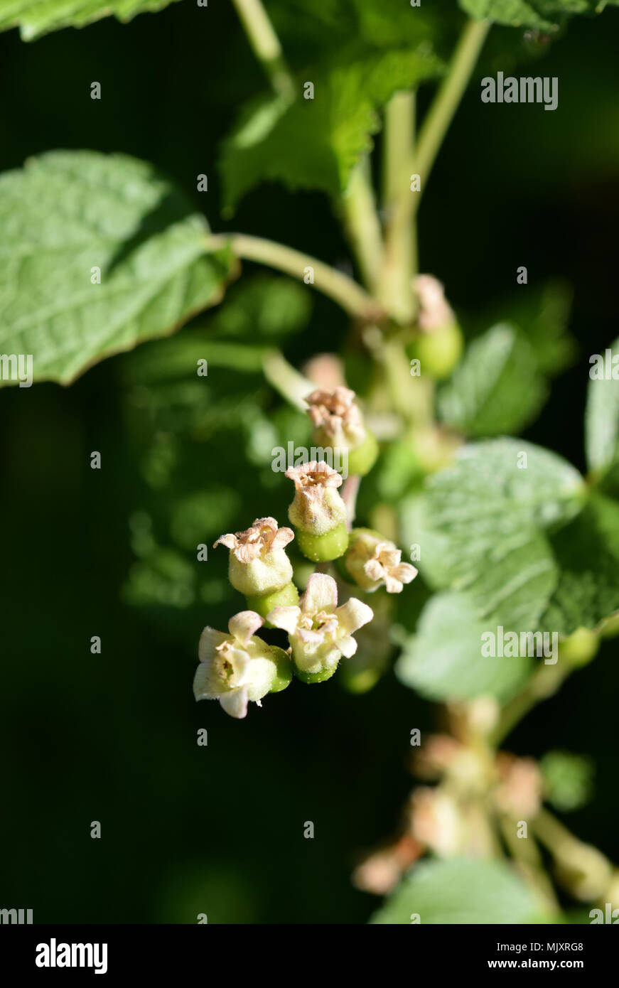Fiori sulla pianta di mirtillo Foto Stock