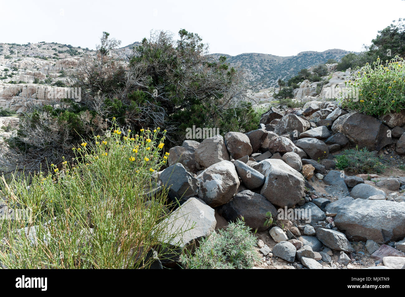 Dana Riserva della Biosfera Giordano è la più grande riserva naturale situata nel centro-sud della Giordania. Dana Riserva della Biosfera è stata fondata nel 1989 nell'area Foto Stock