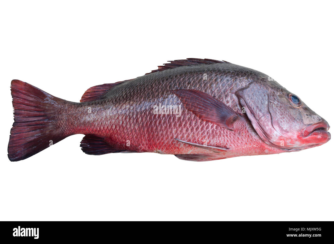 Un rosso bello mare bass su sfondo bianco, isolato foto con tracciato di ritaglio Foto Stock