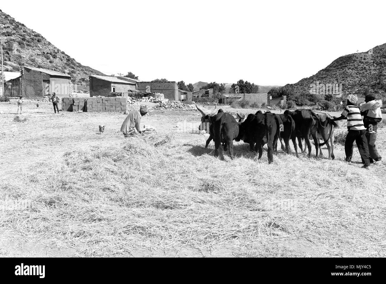 Etiopia,DANAKIL-CIRCA GENNAIO 2018--l'agricoltore non identificato e la vacca battere il grano per pulirlo Foto Stock