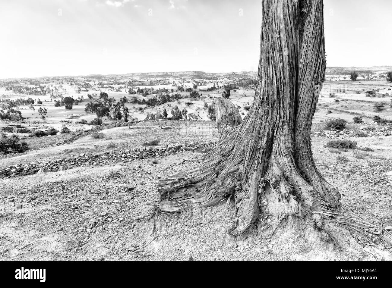 In Etiopia africa nel vecchio valle un albero morto e le sue radici nel terreno Foto Stock