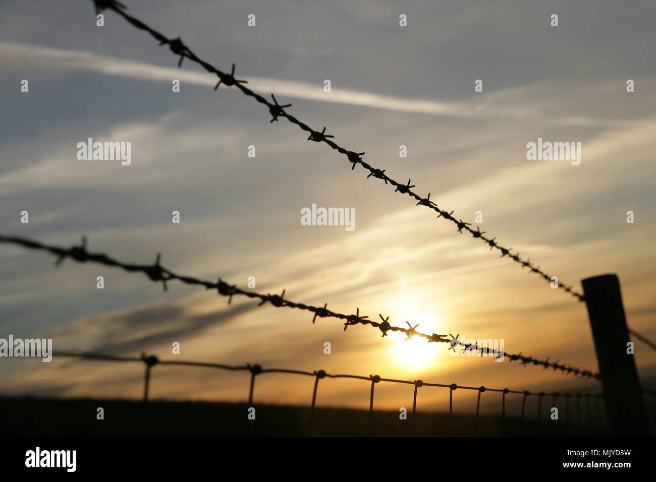 Il filo spinato di recinzione di bestiame, Norfolk, Inghilterra, Regno  Unito Foto stock - Alamy