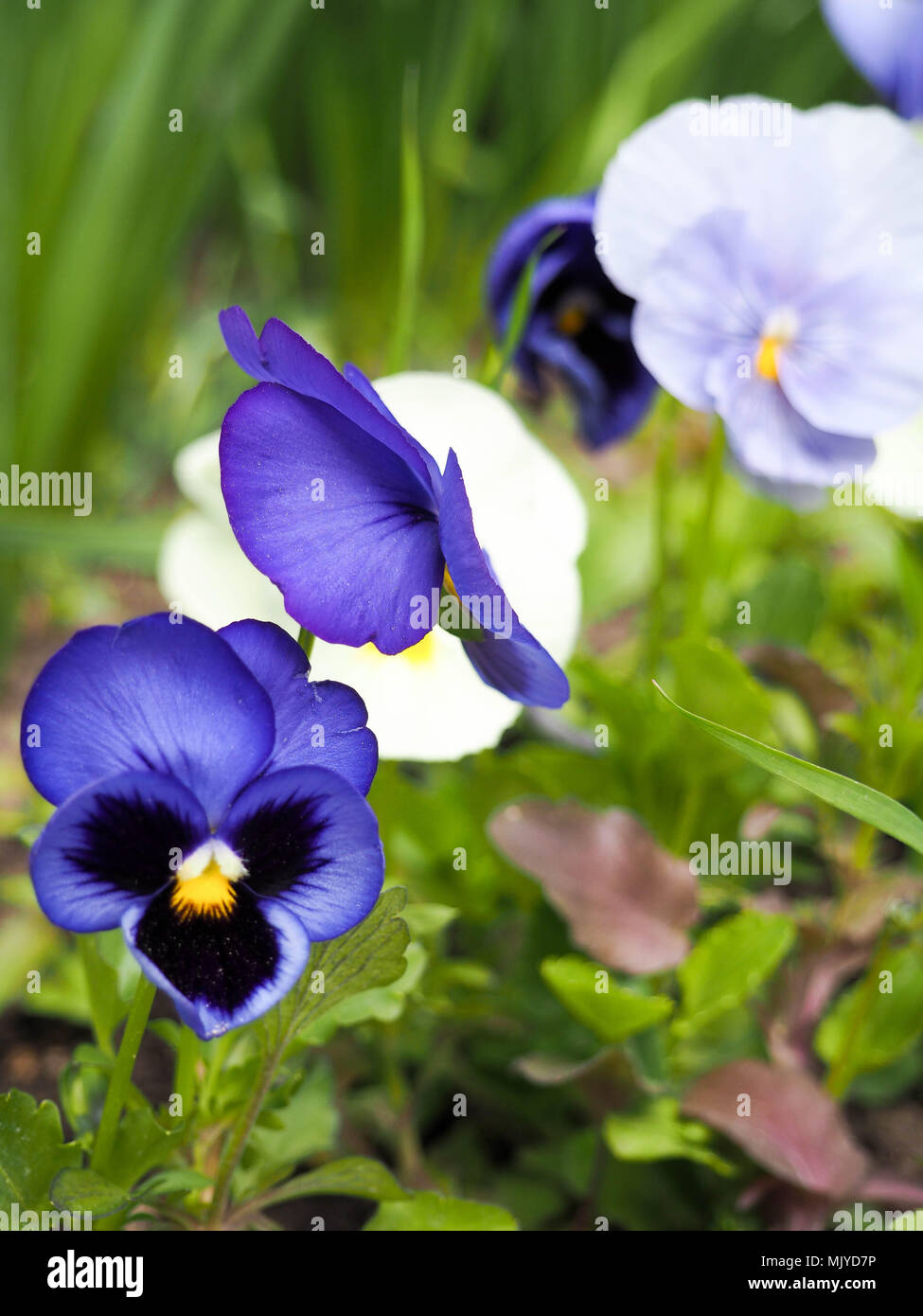 Viola cornuta, cornuto pansy, tufted pansy, campo primaverile, fiori colorati di mammola Foto Stock
