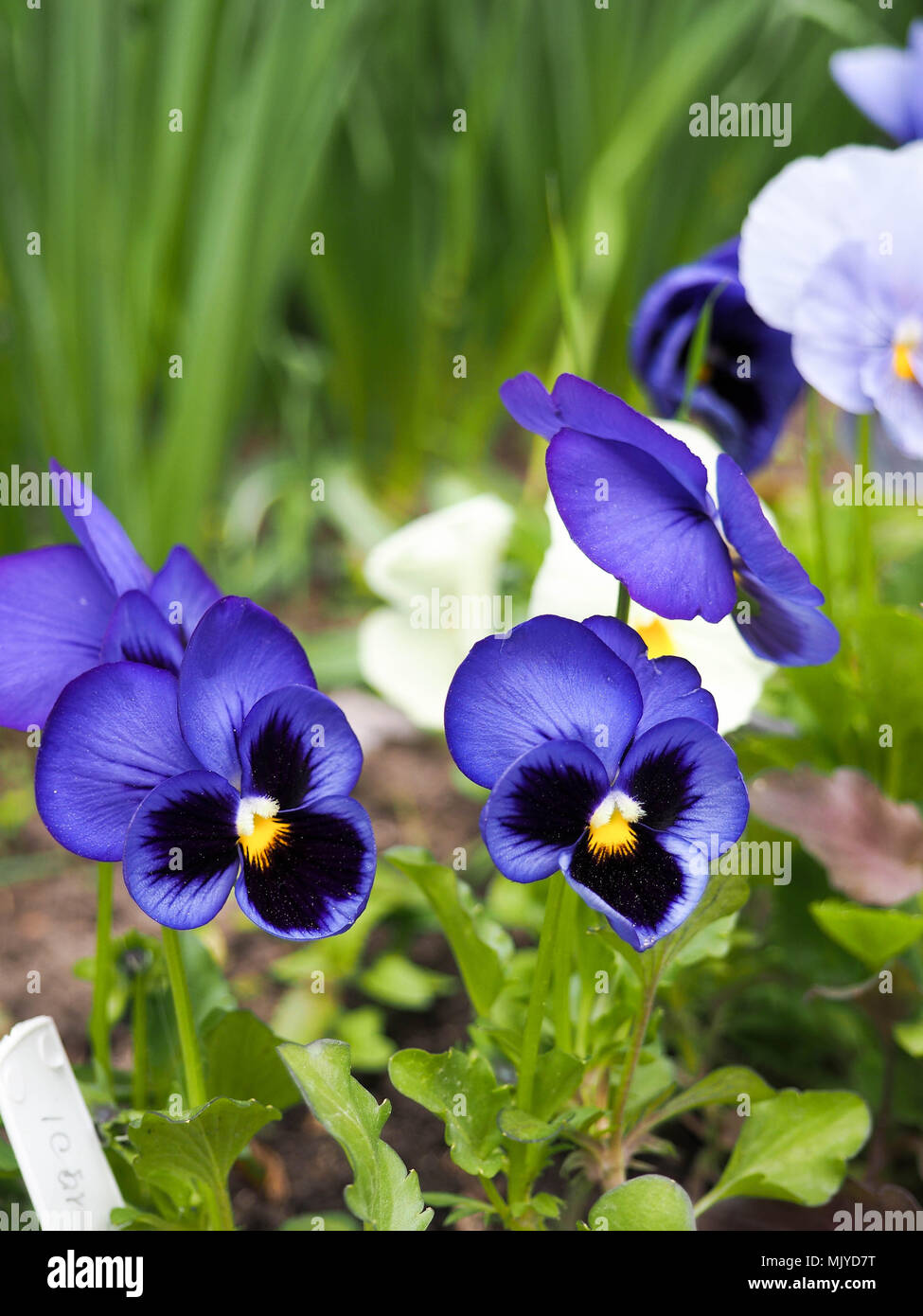 Viola cornuta, cornuto pansy, tufted pansy, campo primaverile, fiori colorati di mammola Foto Stock