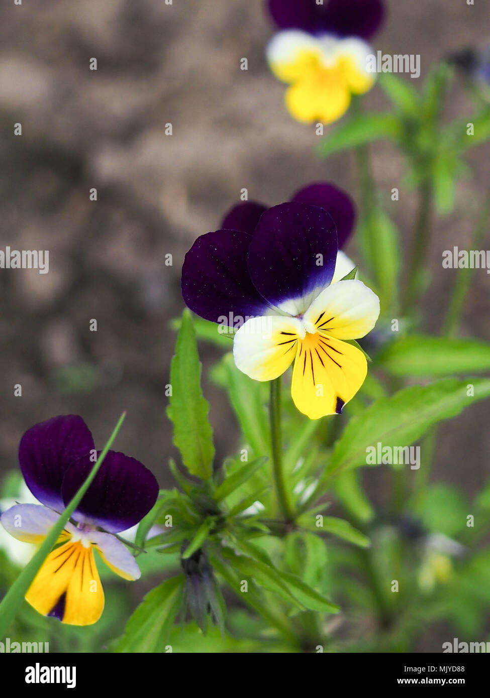 Viola cornuta, cornuto pansy, tufted pansy, campo primaverile, fiori colorati di mammola Foto Stock