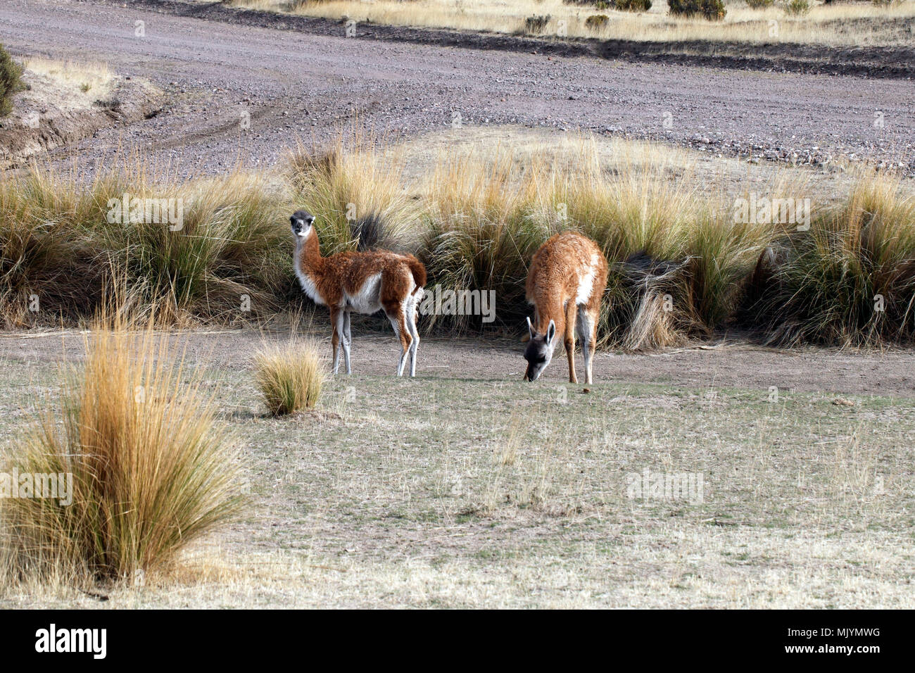 Giovani guanachi Foto Stock