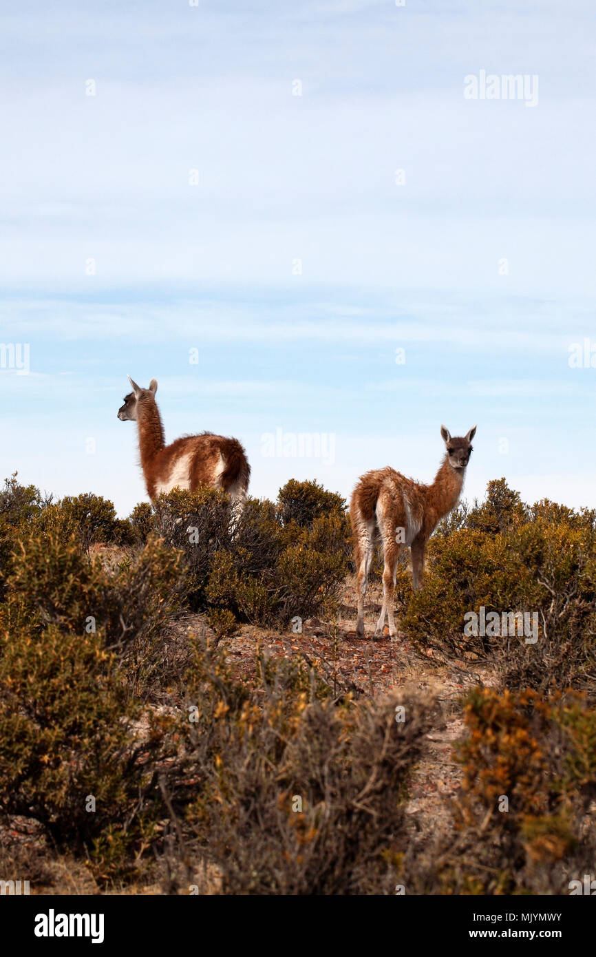 La madre e il giovane, guanaco. La Patagonia. Foto Stock