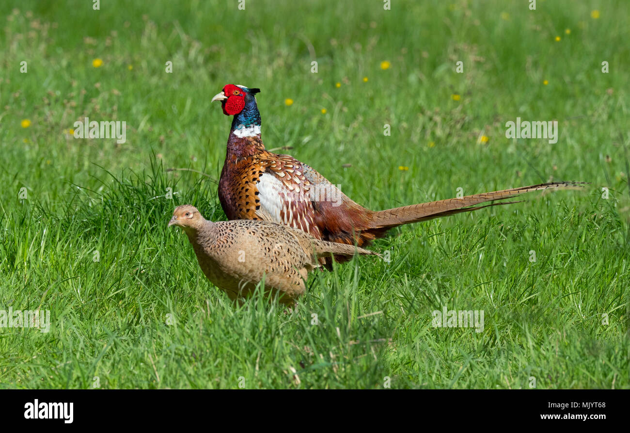 Fagiano comune Phasianus colchicusa maschio e femmina in primavera Foto Stock