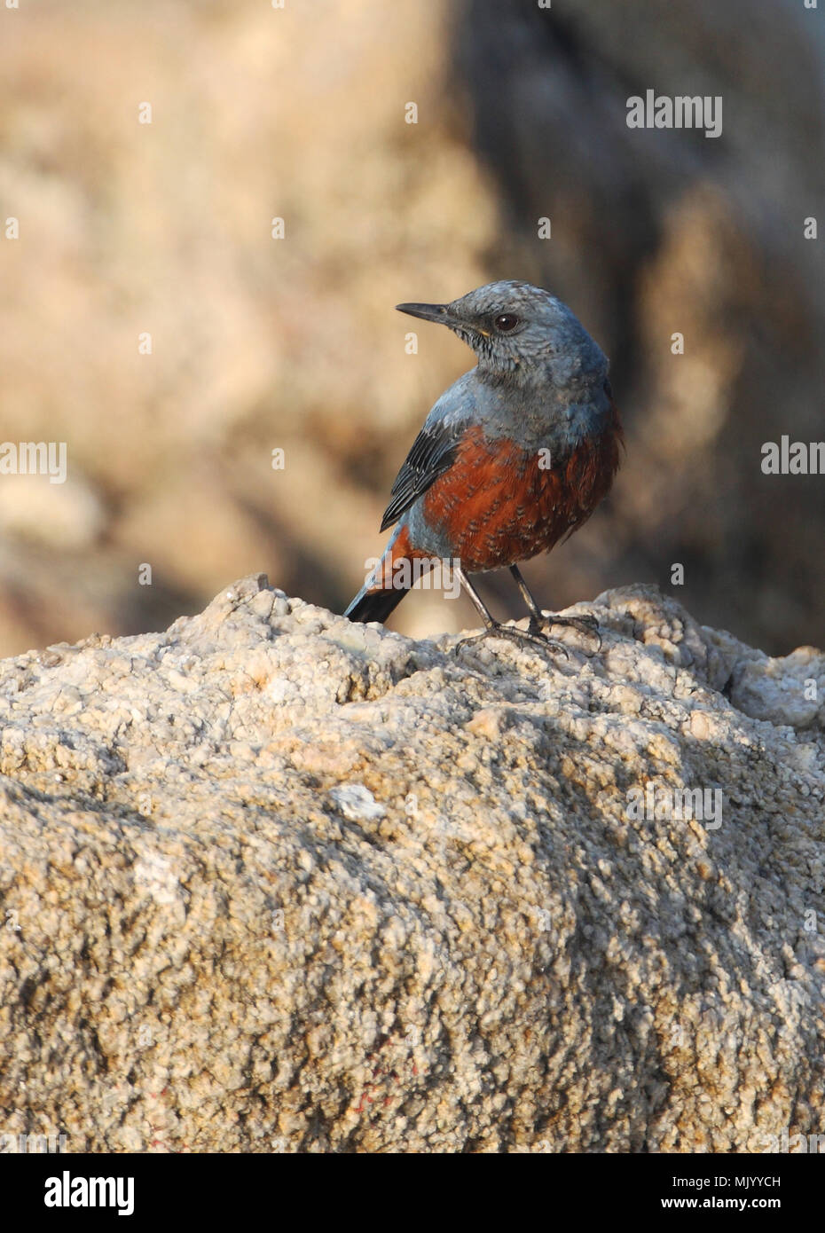 Passero Solitario (Monticola solitarius philippensis) maschio adulto appollaiato sulla roccia Beidaihe, Hebei, la Cina può Foto Stock