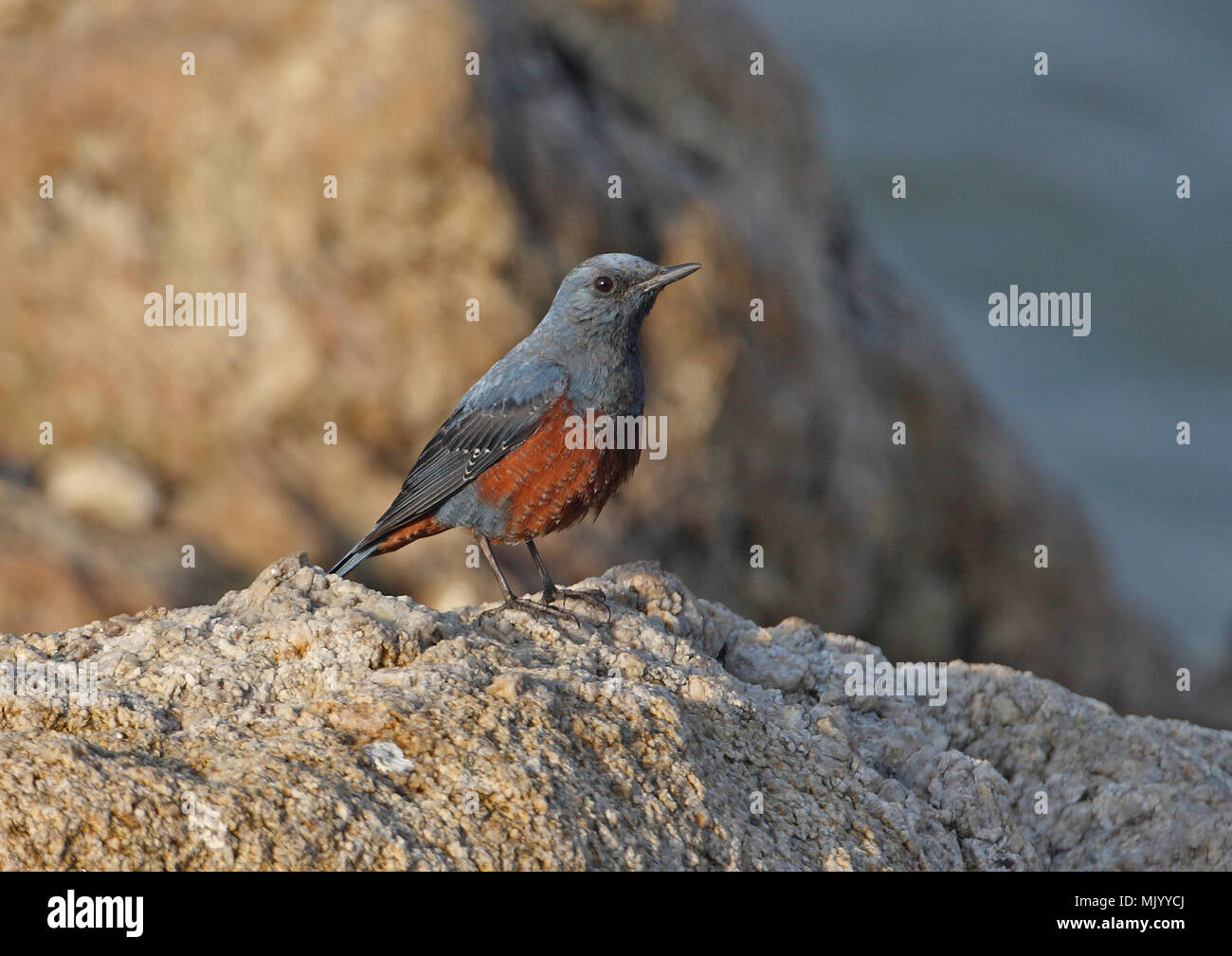 Passero Solitario (Monticola solitarius philippensis) maschio adulto appollaiato sulla roccia Beidaihe, Hebei, la Cina può Foto Stock