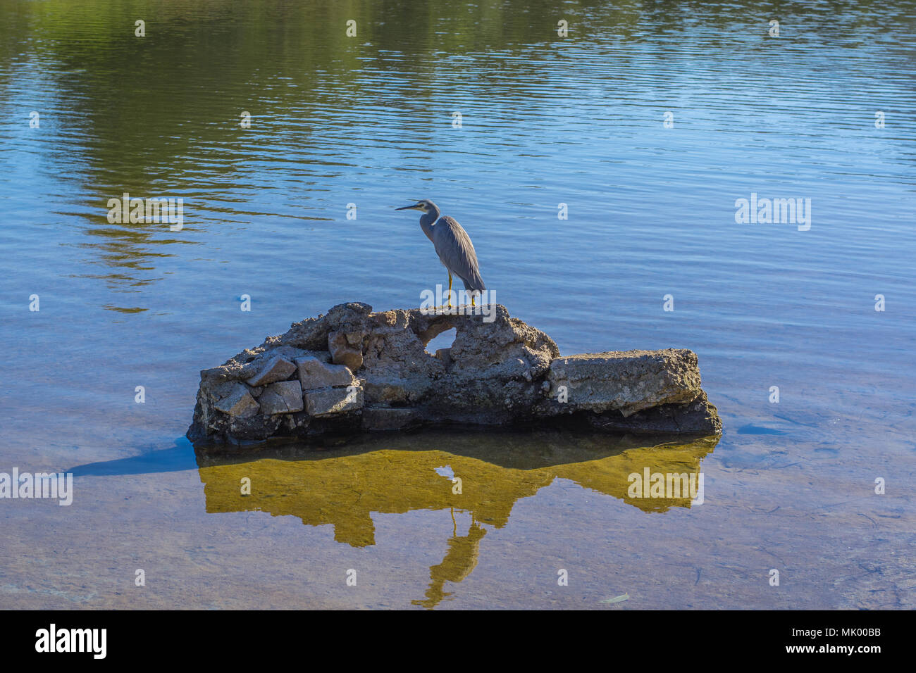 Di fronte bianco Heron su una rovina un muro di mattoni in una laguna Foto Stock