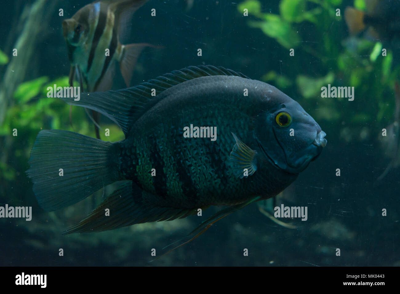 Big Blue cichlid pesce che nuota sott'acqua Foto Stock