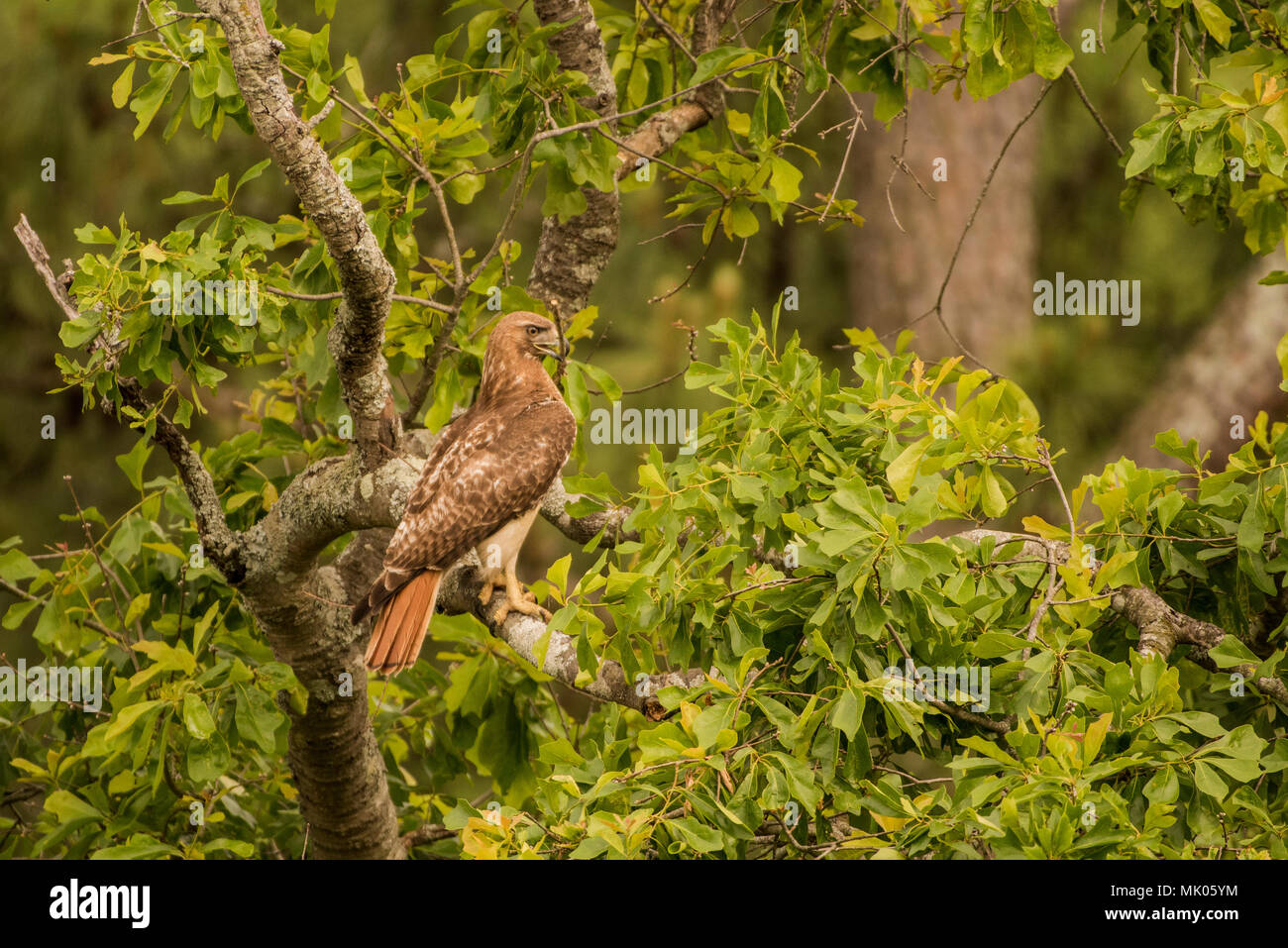 Un rosso tailed hawk (Buteo jamaicensis) seduto in tree tops tenendo un bastone che dovranno poi utilizzare per costruire il suo nido. Foto Stock