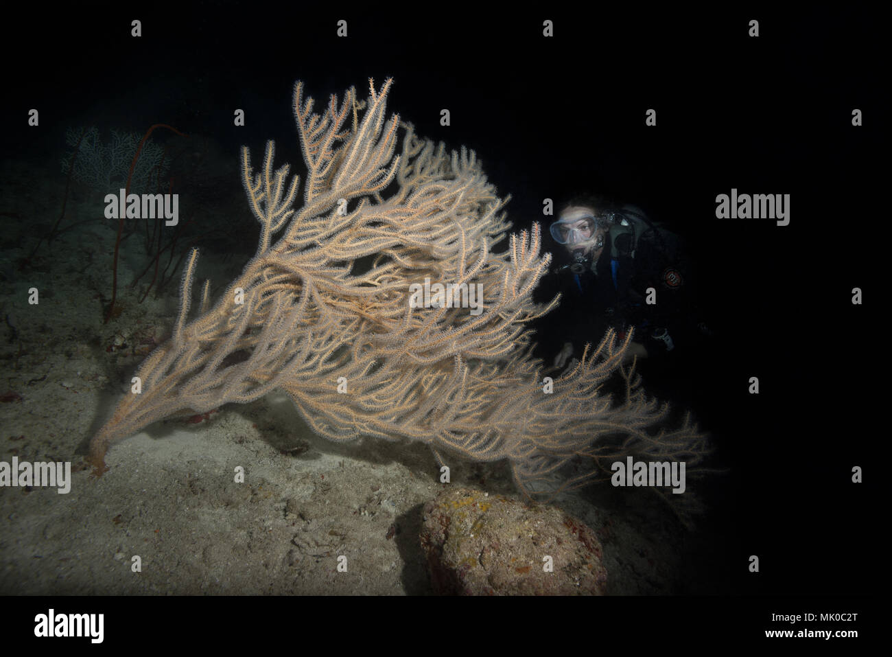 Femmina scuba diver guarda al corallo morbido di notte. Albero nero Coral o corallo nero (Antipathes dichotoma) Foto Stock