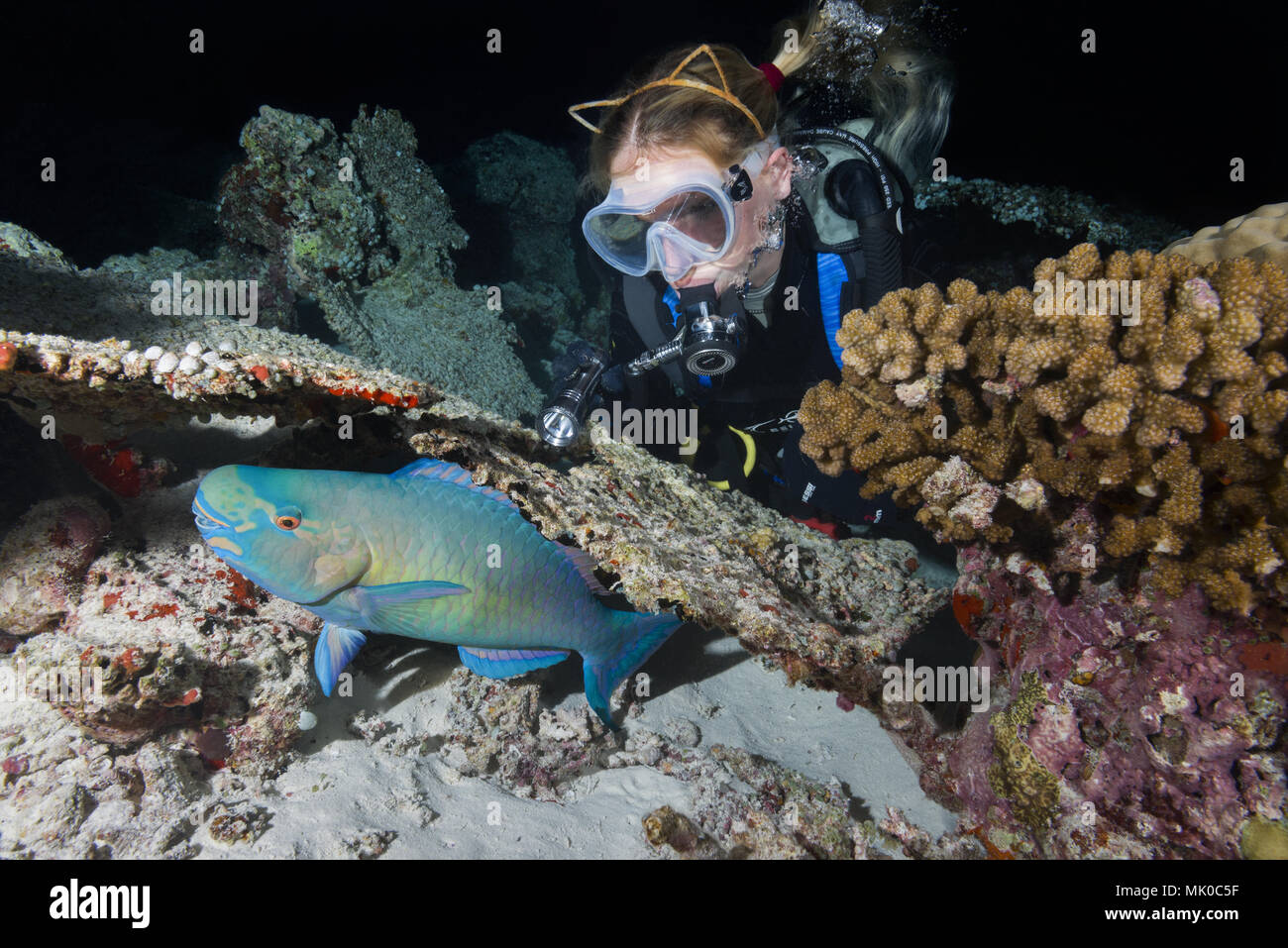 Femmina scuba diver guarda a dormire sotto il corallo pappagallo di notte. Bullethead pesci pappagallo o pesci pappagallo a margherita (Chlorurus sordidus) Foto Stock