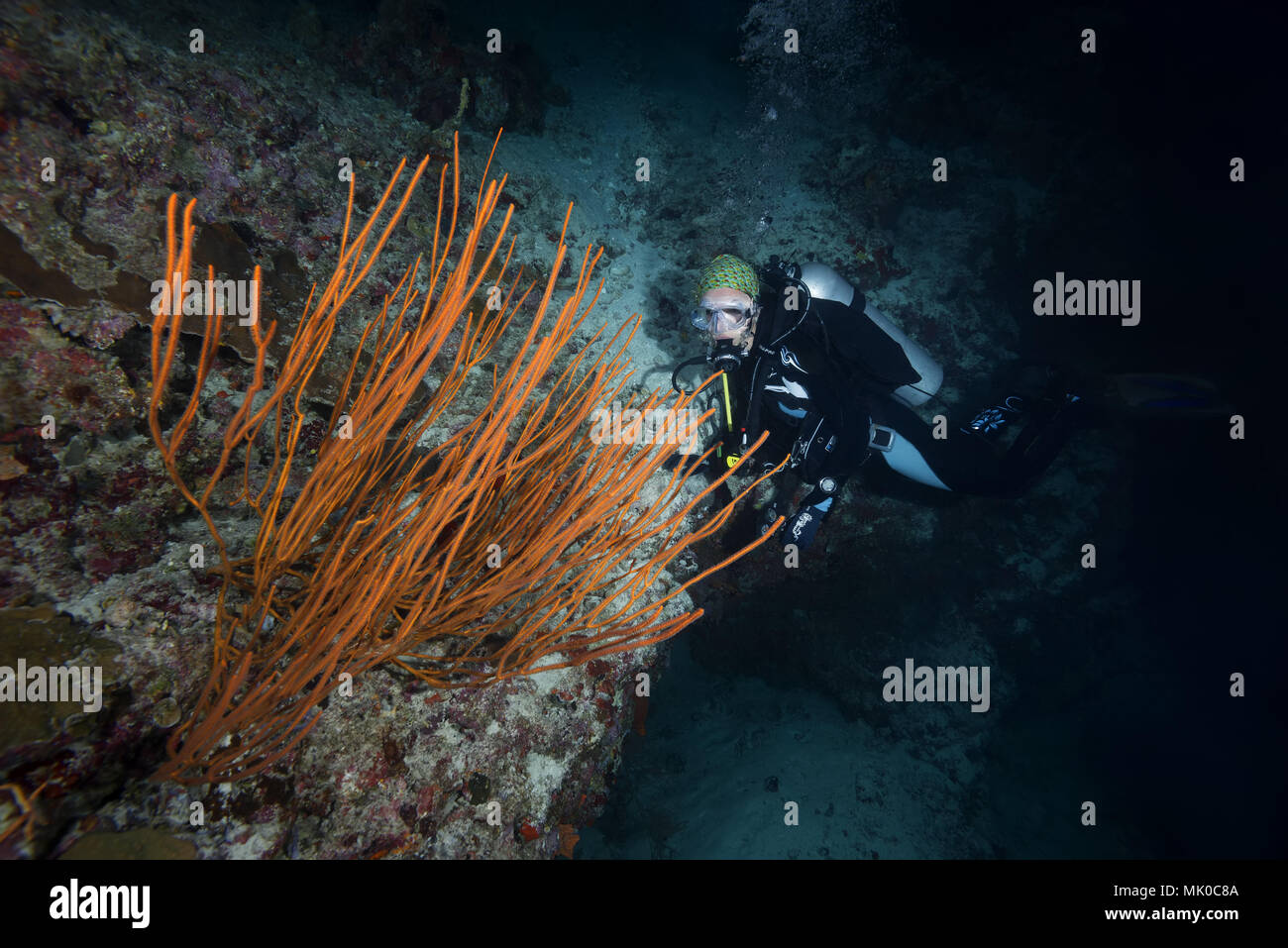 Femmina scuba diver guarda al coralli rossi di notte. Mar Rosso frusta o rosso corallo a frusta (Ctenocella ceratophyta) Foto Stock