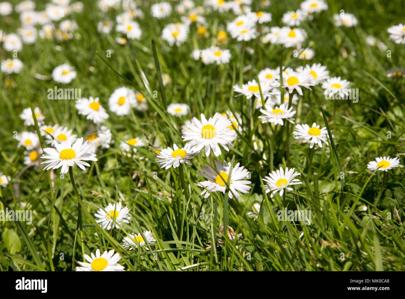 Close up comune fiori a margherita, bellis perennis, crescendo in prato in primavera, REGNO UNITO Foto Stock