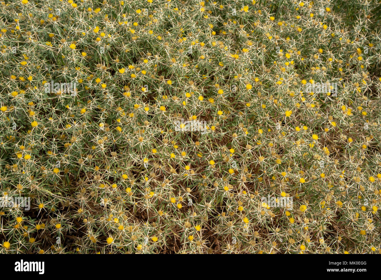La natura del fondo da piante verdi con spine e fiori di colore giallo Foto Stock