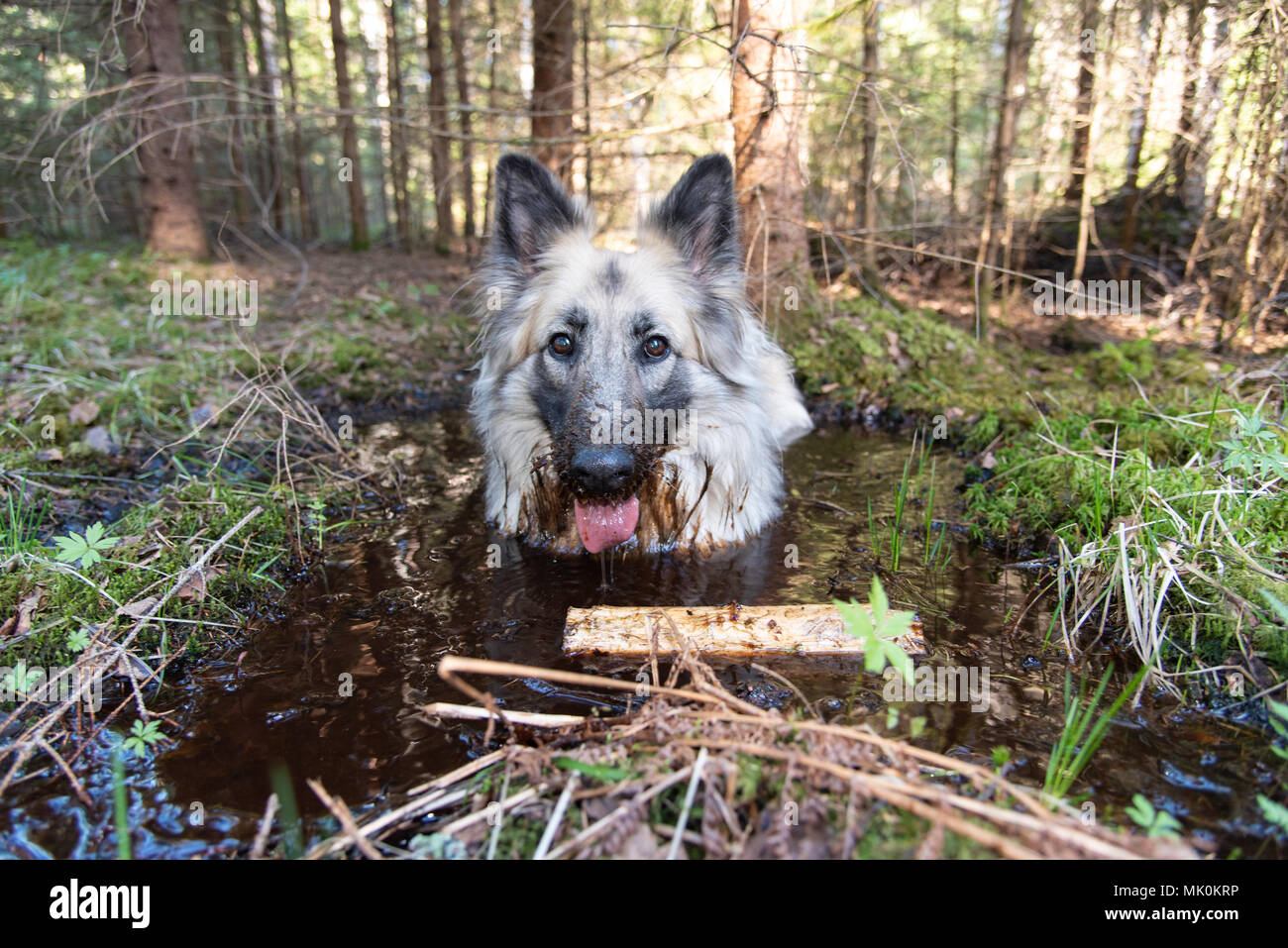 Pastore tedesco di prendere un bagno in una foresta svedese Foto stock -  Alamy