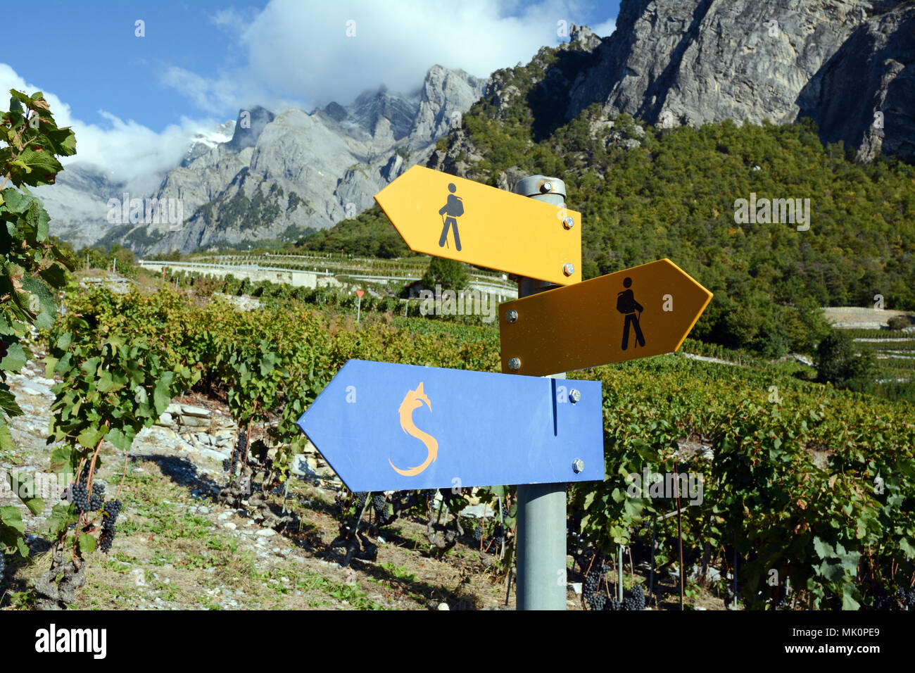 Segnavia e vigneti sullo svizzero del Sentiero del vino nelle Alpi Bernesi, vicino alla città di Chamoson, nel cantone del Vallese, Svizzera. Foto Stock