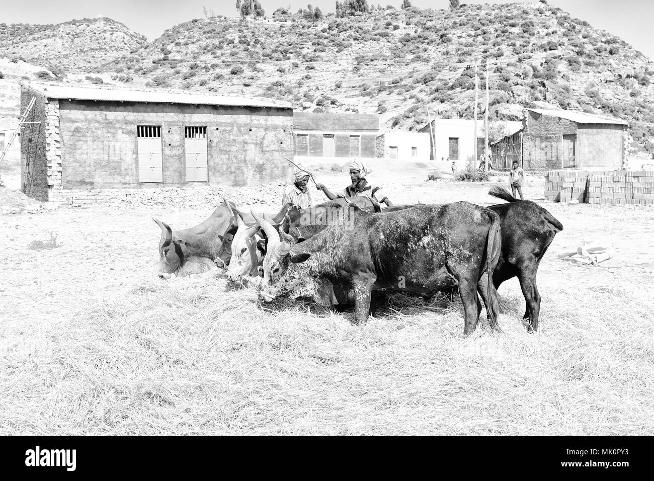 Etiopia,DANAKIL-CIRCA GENNAIO 2018--l'agricoltore non identificato e la vacca battere il grano per pulirlo Foto Stock