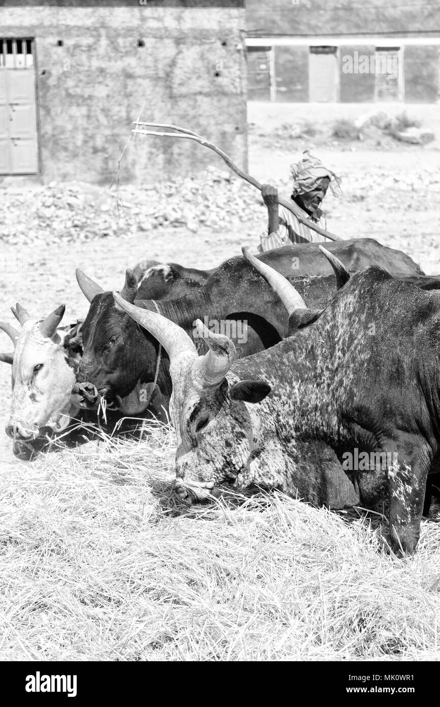 Etiopia,DANAKIL-CIRCA GENNAIO 2018--l'agricoltore non identificato e la vacca battere il grano per pulirlo Foto Stock