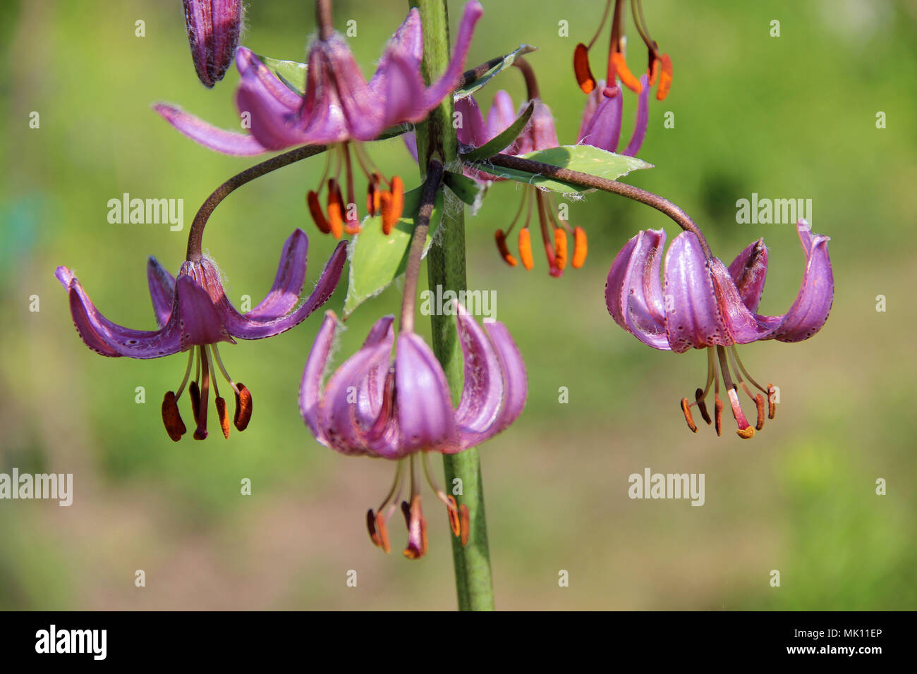Incredibile fiori viola appeso come una ghirlanda o lampadario sul peduncolo verde Foto Stock