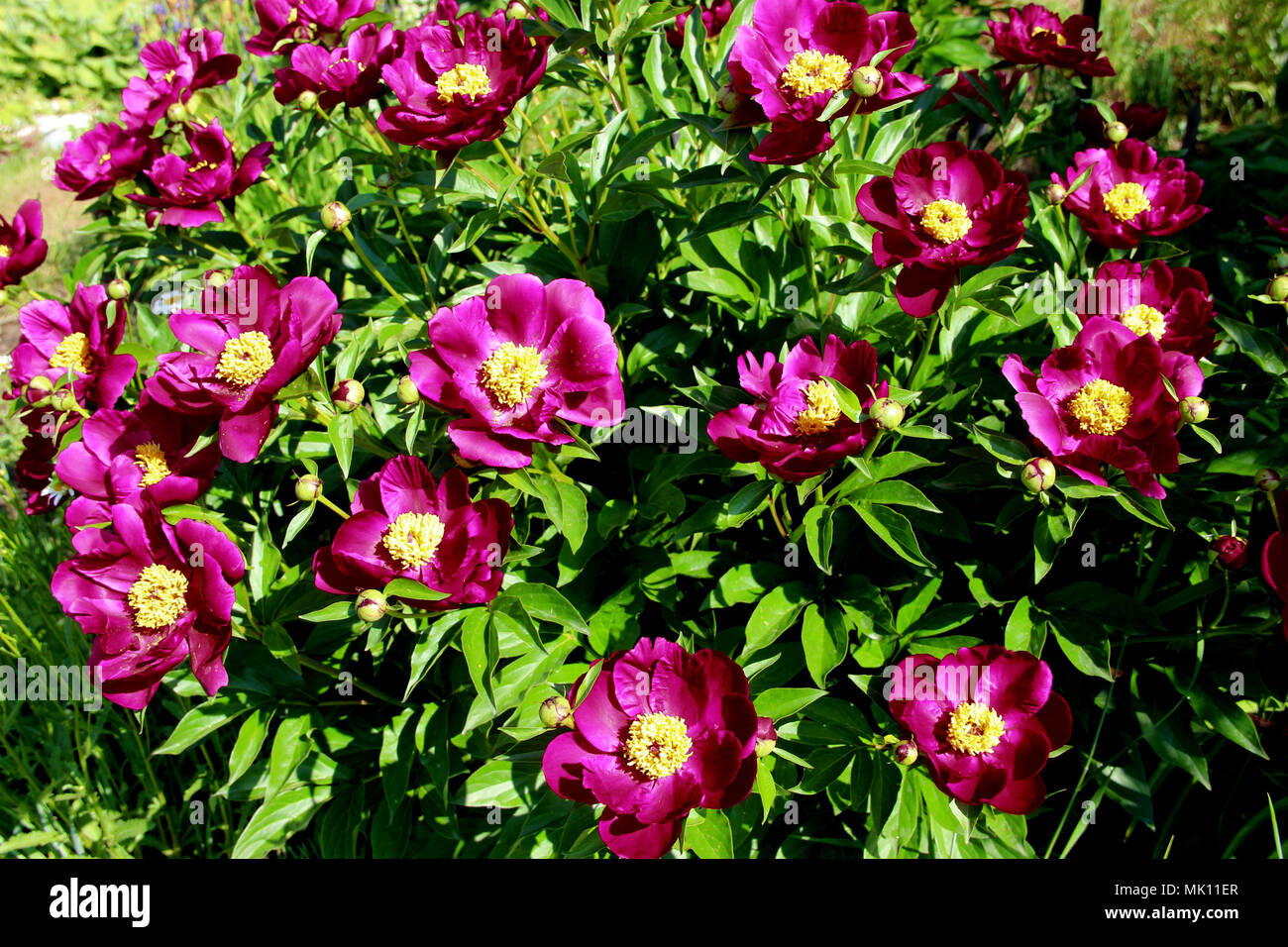 Vista al di sopra del gruppo di fiori di colore rosso con nuclei giallo su verde lascia lo sfondo Foto Stock