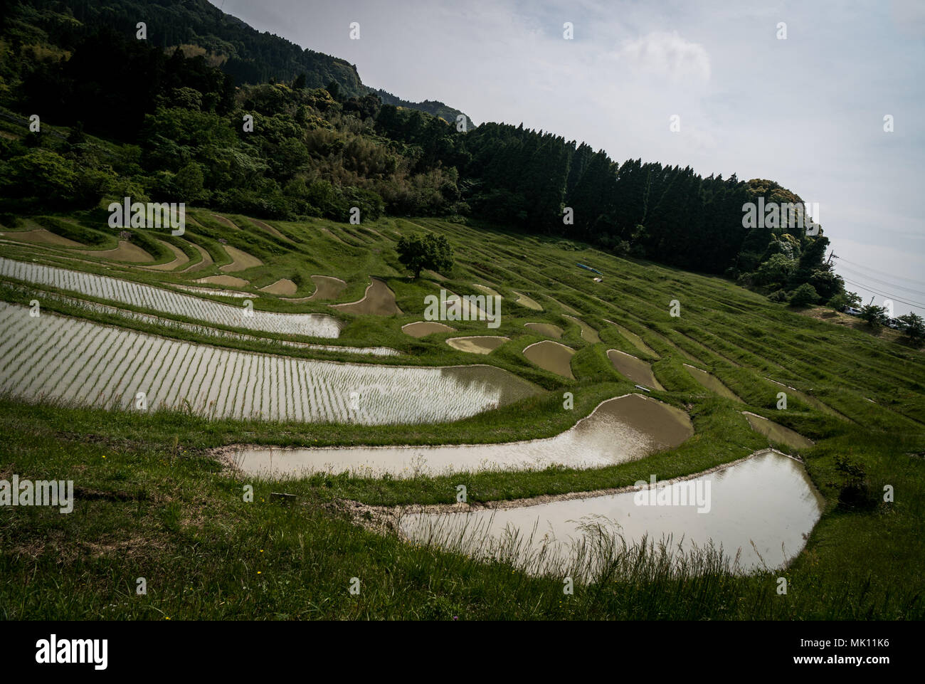 Risaie sono caratteristica tipica della coltivazione del riso nel sud-est asiatico. Costruito in ripidi pendii come terrazze richiedono lavoro intensivo e di irrigazione. Foto Stock
