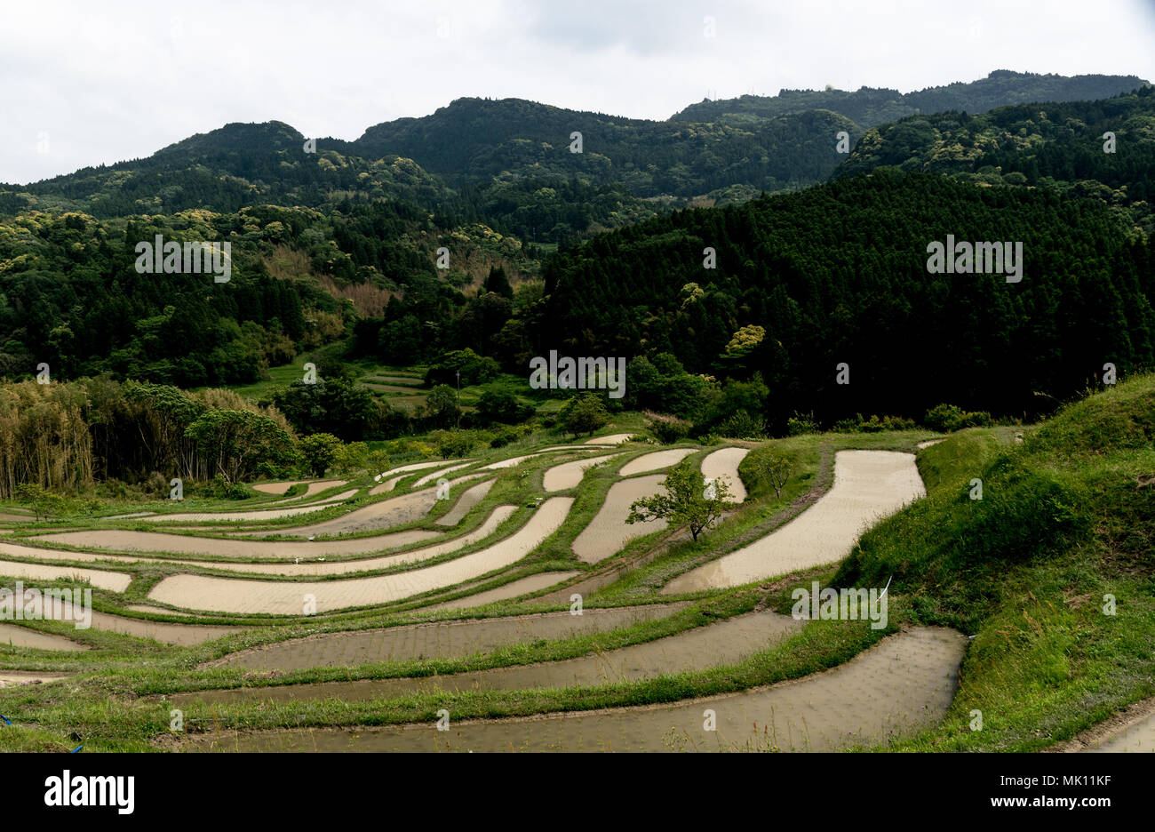 Risaie sono caratteristica tipica della coltivazione del riso nel sud-est asiatico. Costruito in ripidi pendii come terrazze richiedono lavoro intensivo e di irrigazione. Foto Stock