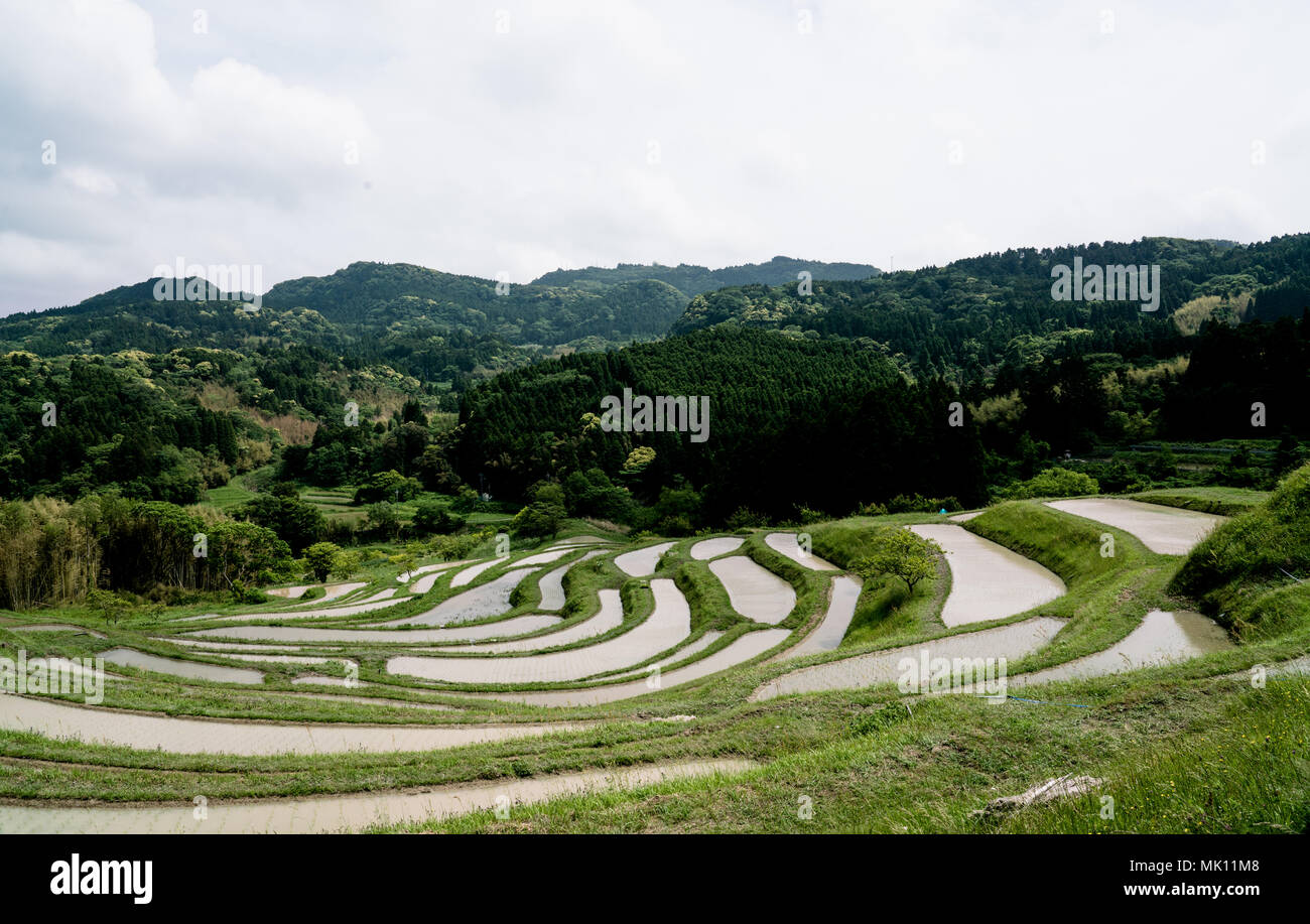 Risaie sono caratteristica tipica della coltivazione del riso nel sud-est asiatico. Costruito in ripidi pendii come terrazze richiedono lavoro intensivo e di irrigazione. Foto Stock