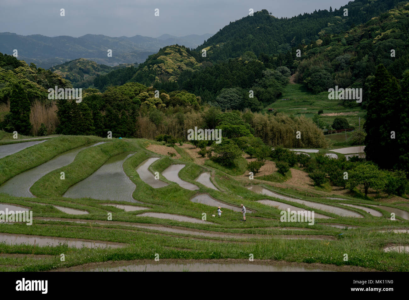 Risaie sono caratteristica tipica della coltivazione del riso nel sud-est asiatico. Costruito in ripidi pendii come terrazze richiedono lavoro intensivo e di irrigazione. Foto Stock