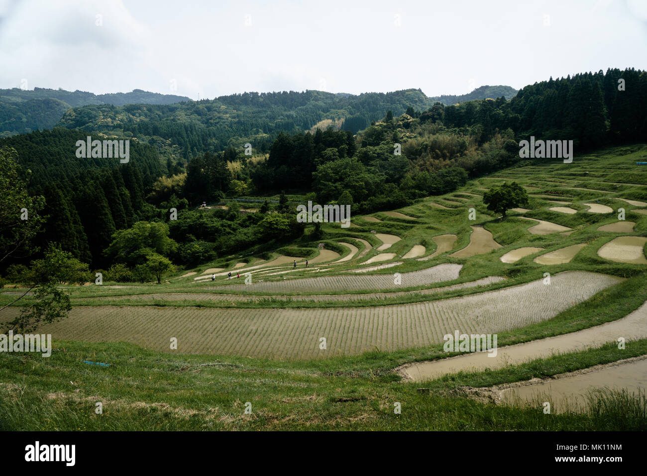 Risaie sono caratteristica tipica della coltivazione del riso nel sud-est asiatico. Costruito in ripidi pendii come terrazze richiedono lavoro intensivo e di irrigazione. Foto Stock