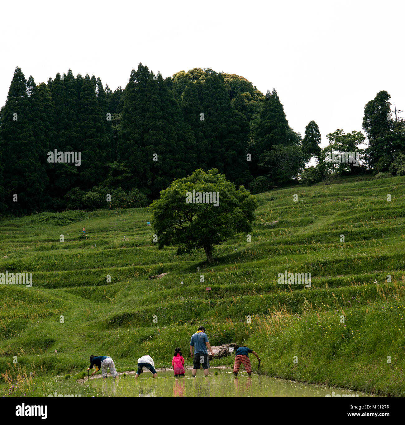 Risaie terrazzate di Oyama Senmaida sono mantenuti grazie al "sistema proprietario" che permette agli abitanti delle città di adottare piccolo appezzamento per piantare e raccogliere proprio riso Foto Stock