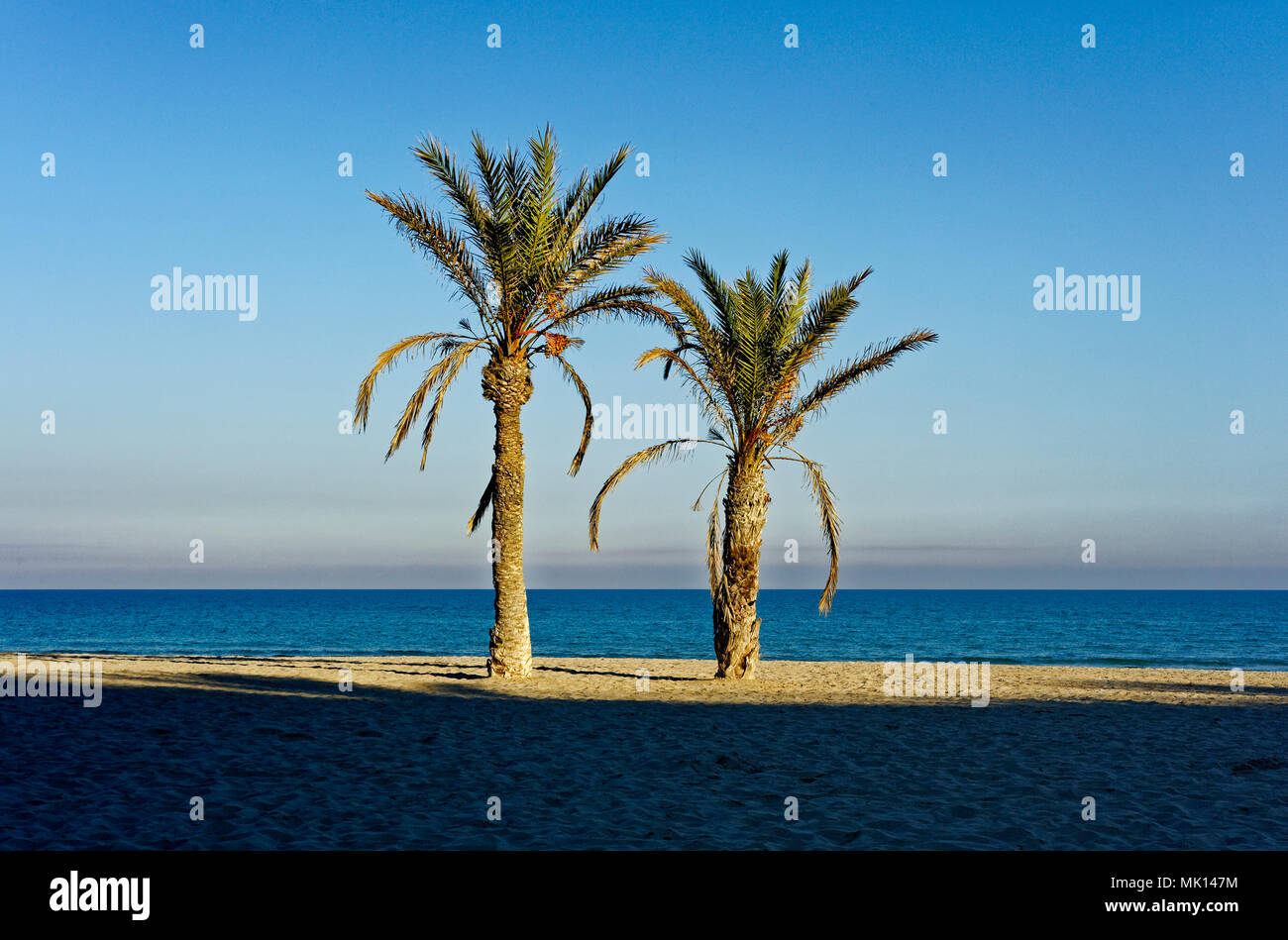 Le palme sulla spiaggia Foto Stock