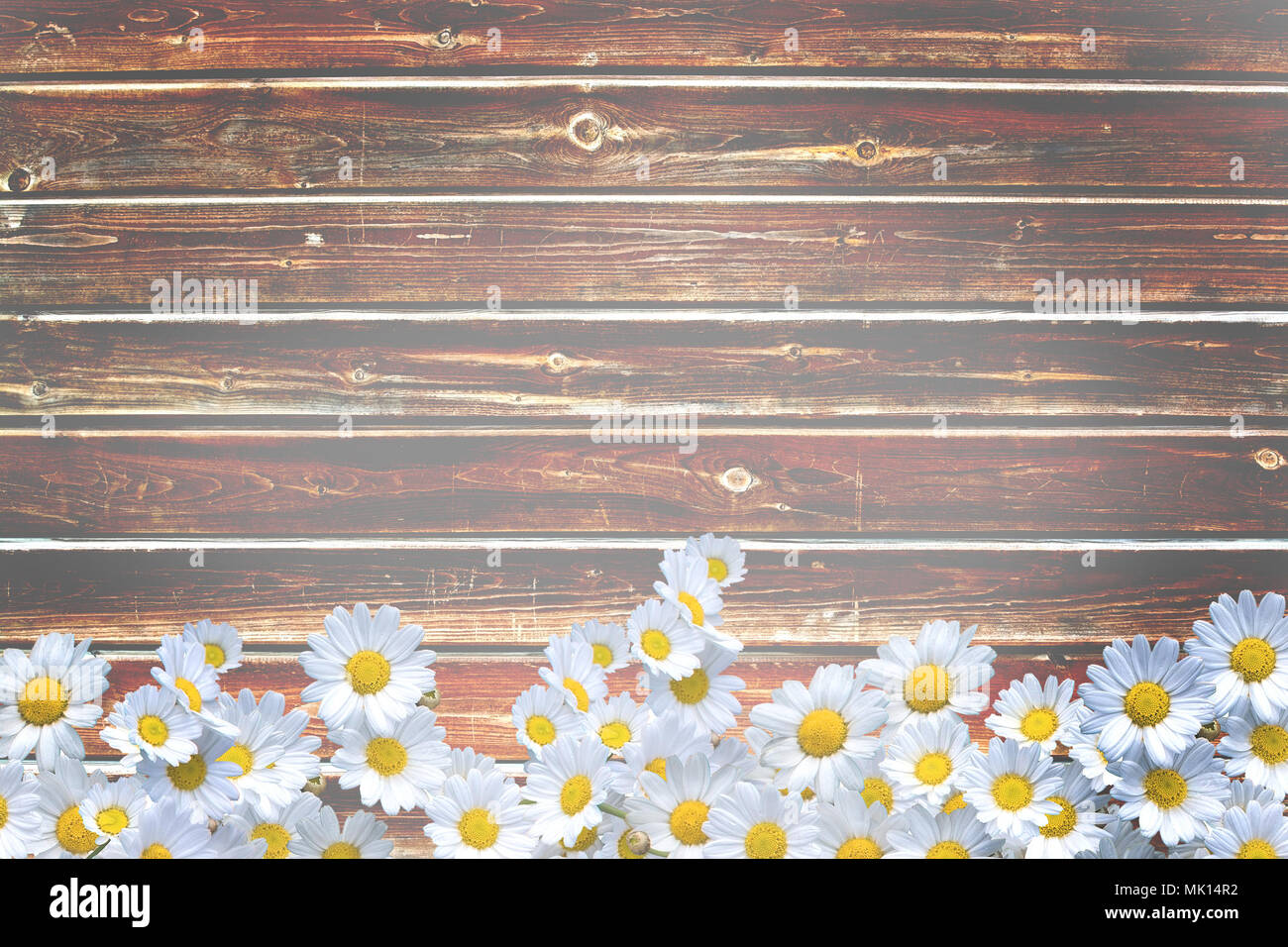 Daisy fiori su graffiato asse di legno texture di sfondo con strappata, vintage grungy distressed superficie. Foto Stock