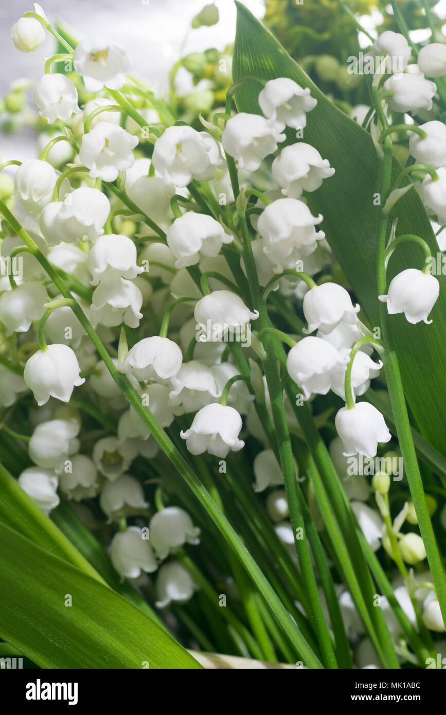 Il giglio della valle bianco fiori di primavera Foto Stock