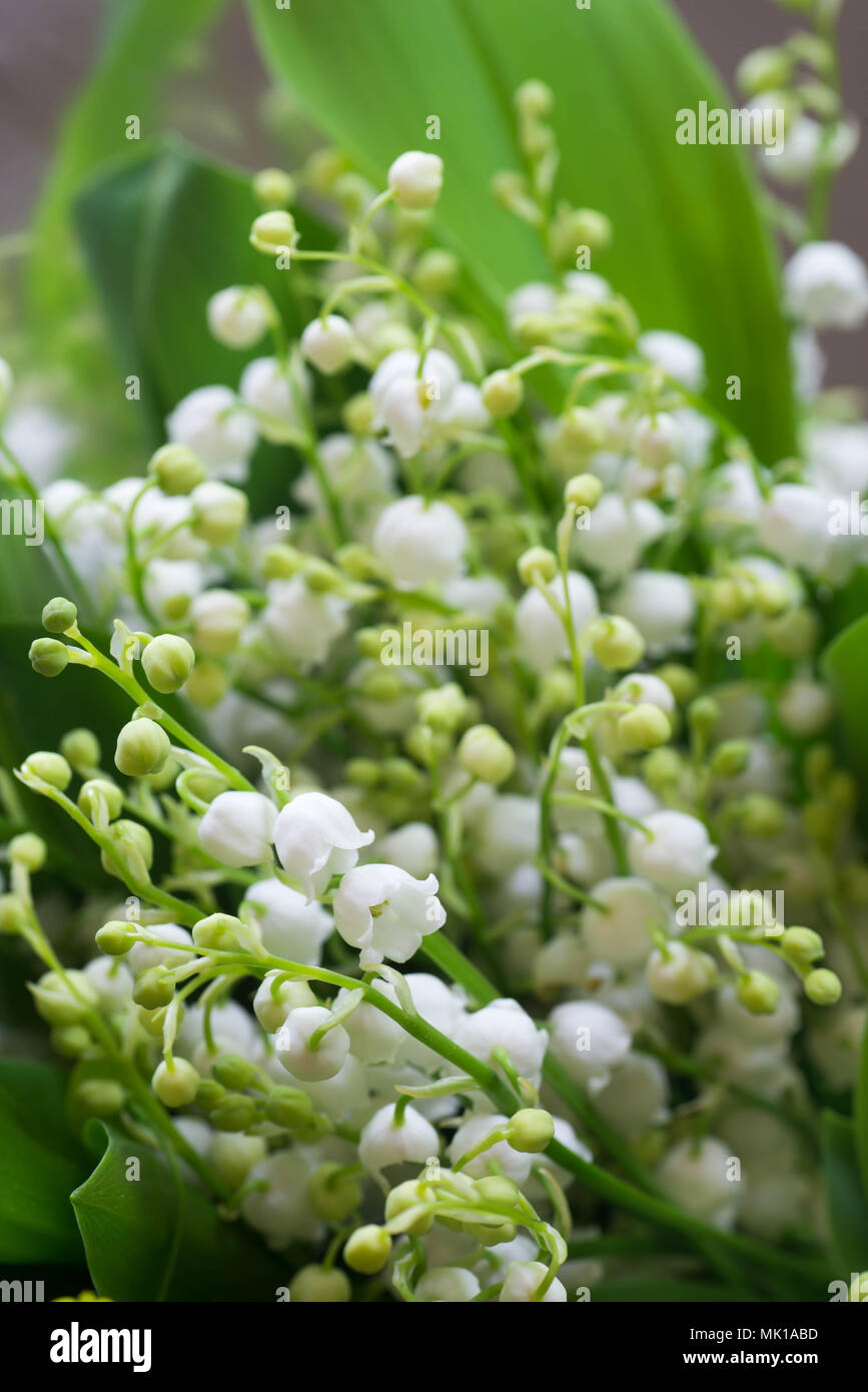Il giglio della valle bianco fiori di primavera Foto Stock
