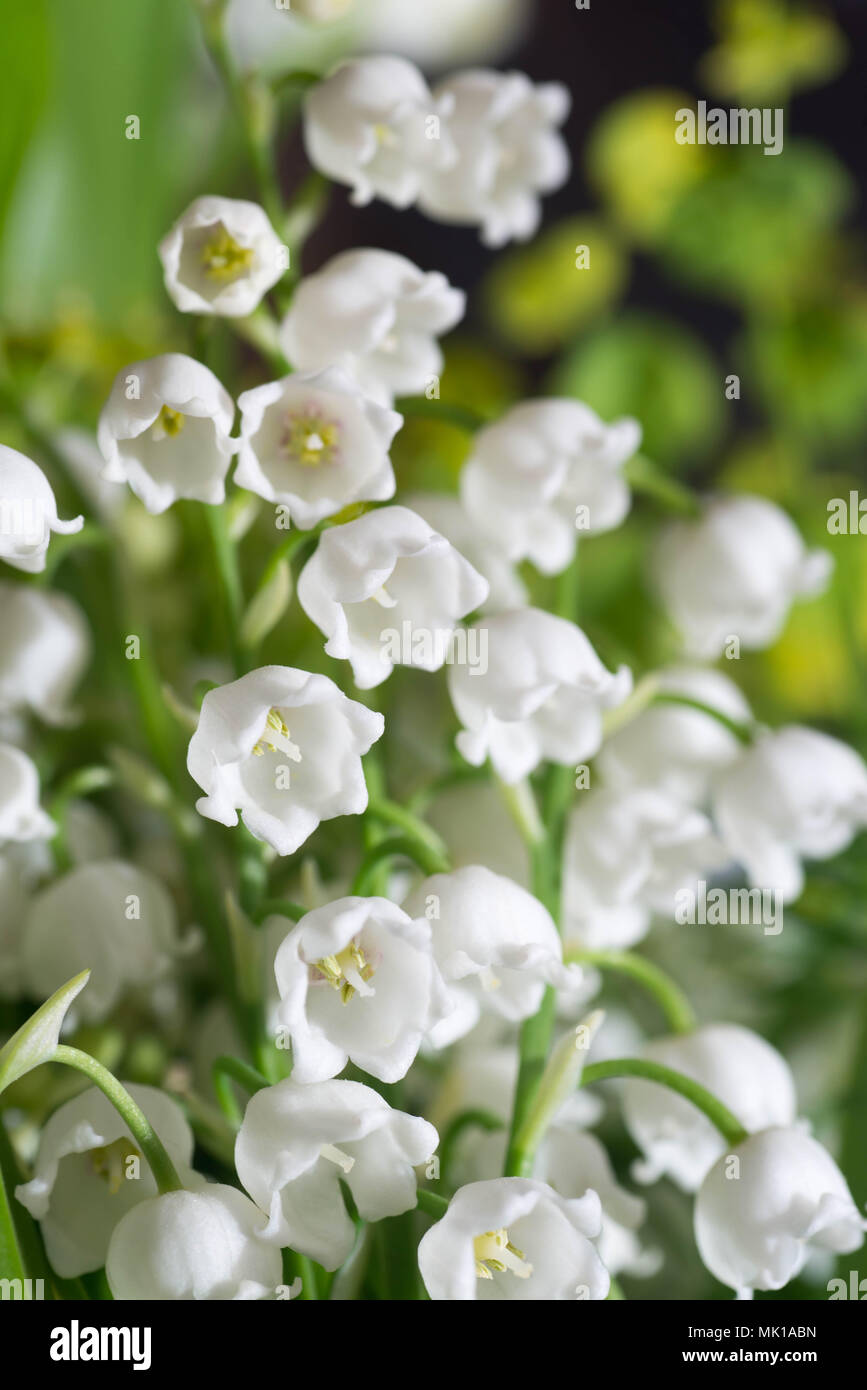 Il giglio della valle bianco fiori di primavera Foto Stock