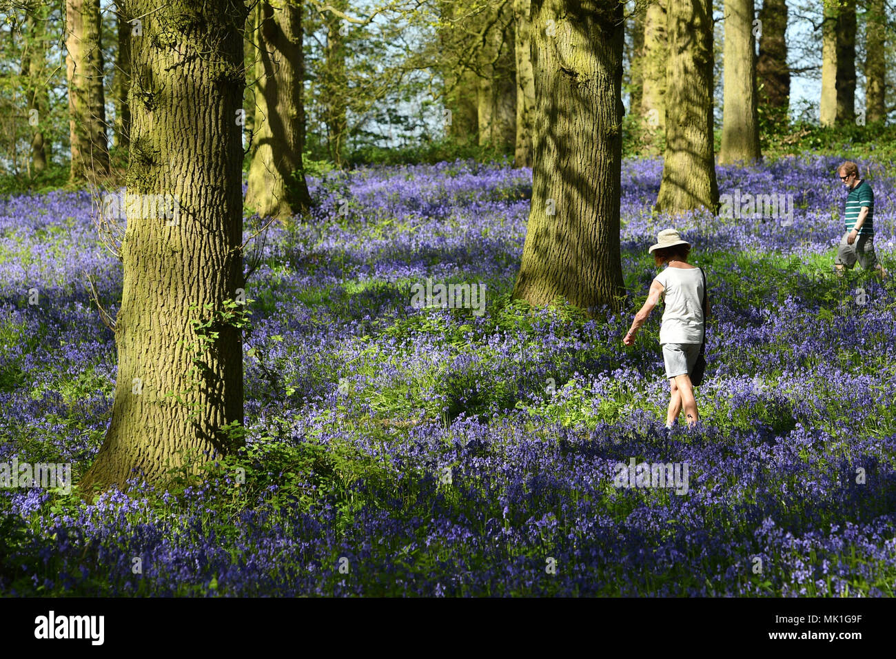 Le persone godono di un clima caldo e come essi a piedi tra le bluebells sul Blickling Estate in Norfolk. Per i fanatici del sole sono impostati a sizzle nella primavera canicola, con lunedì festivo previsioni per essere il più caldo da quando sono iniziate le registrazioni. Foto Stock