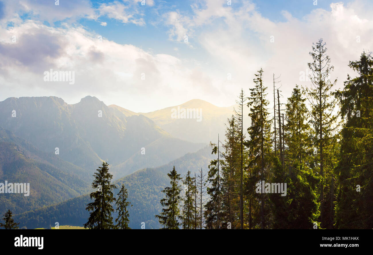 Tarta di alta montagna dietro gli alberi. incantevole paesaggio naturale in bella luce. Foto Stock